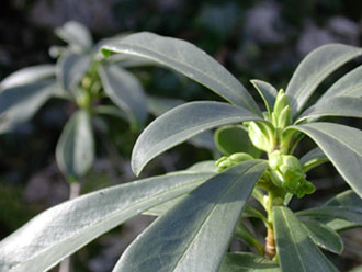 Daphne laureola